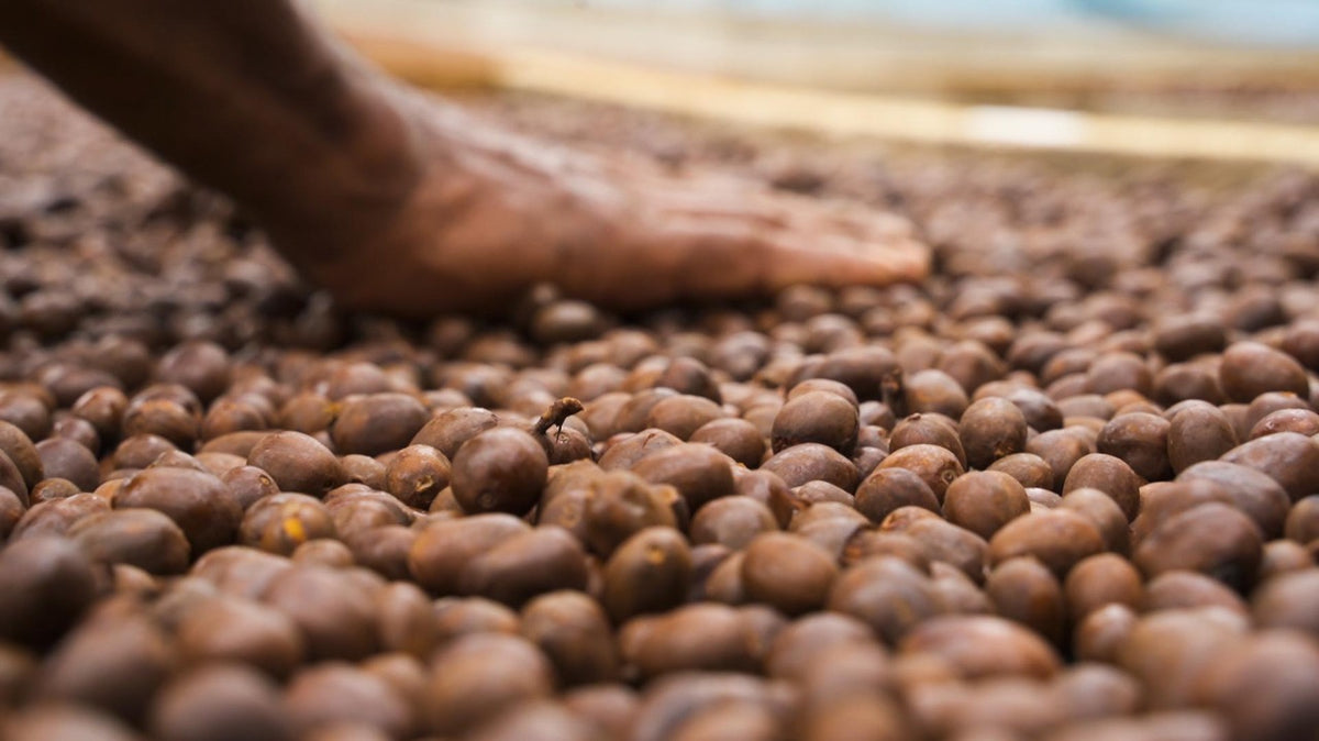Cerise de café de spécialité naturel