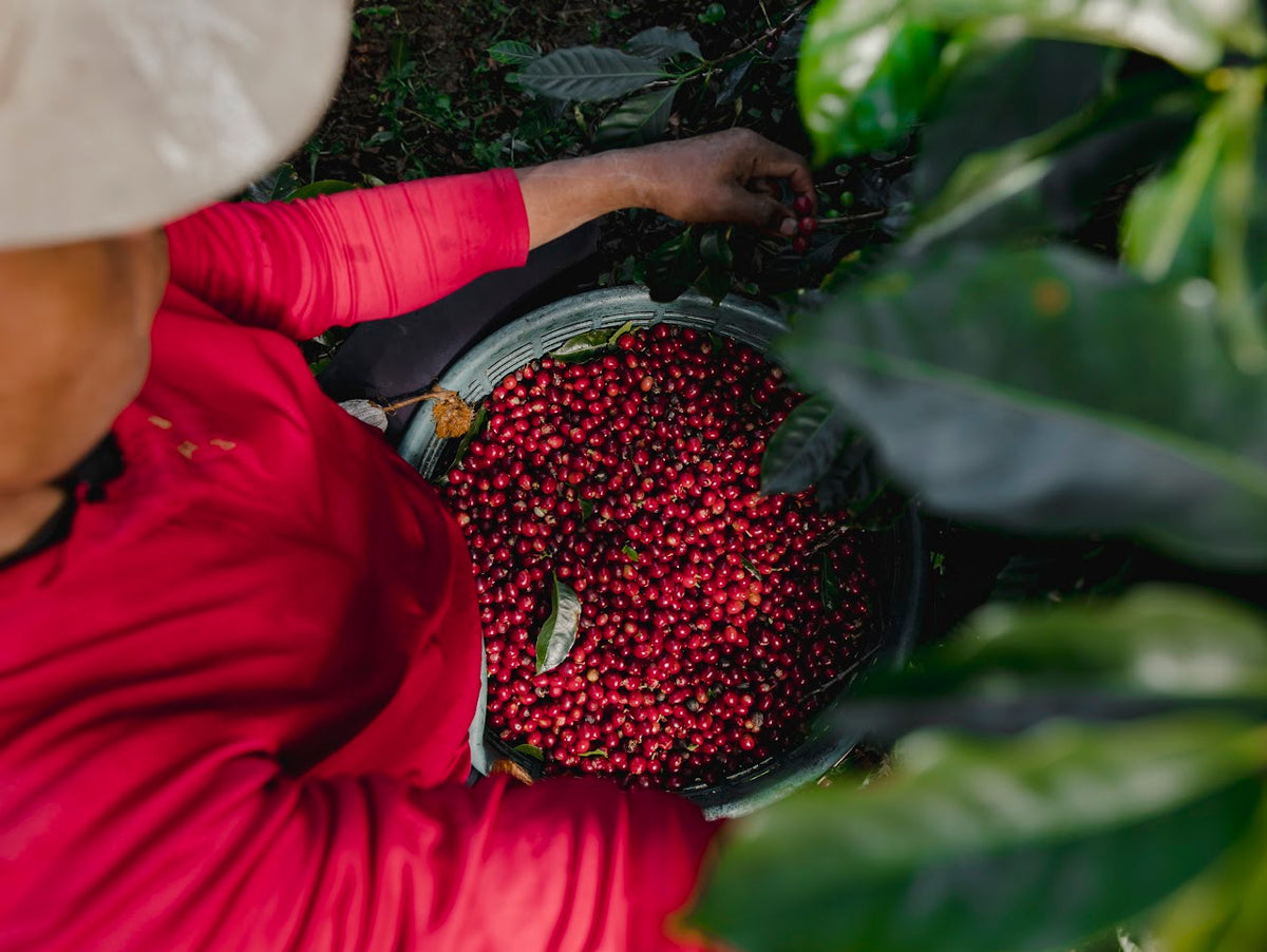 Café lavé, naturel ou miel : comment le traitement du café influence son goût