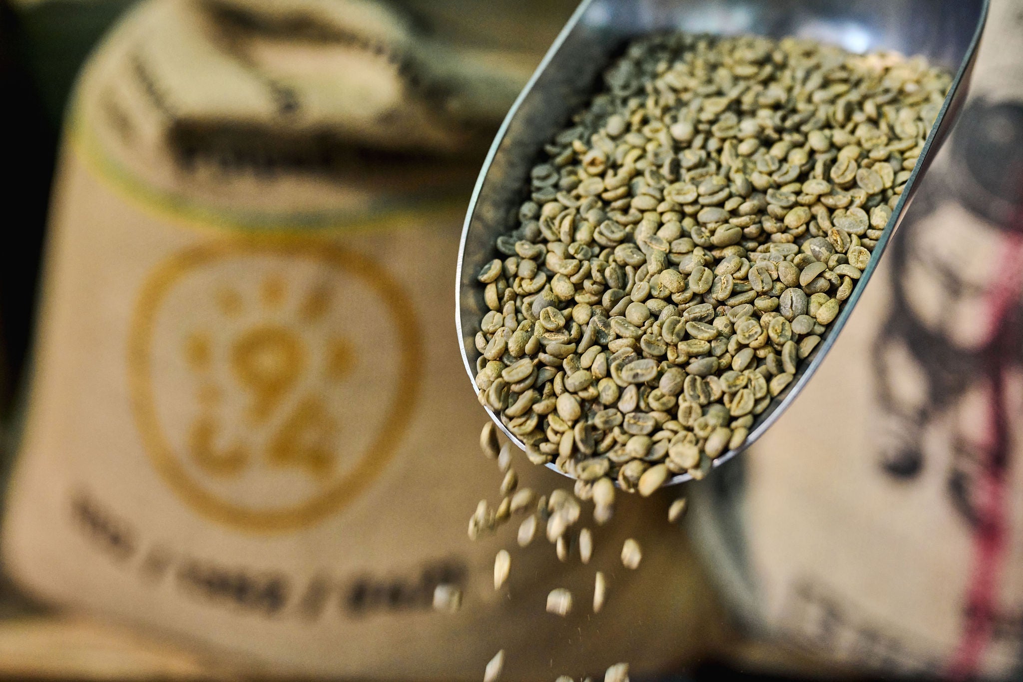 Café vert non torréfié avec un sac en jute du torréfacteur de café de spécialité 94 celcius en fond