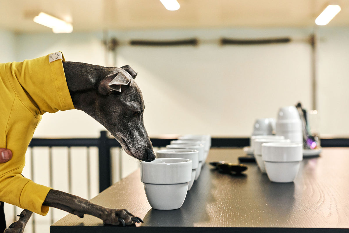 Lévrier italien atelier de cupping torréfacteur 94 celcius